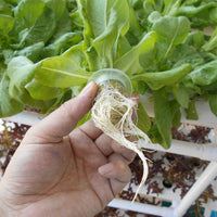 Thumbnail for Indoor Garden Growing System Hydroponic Kit