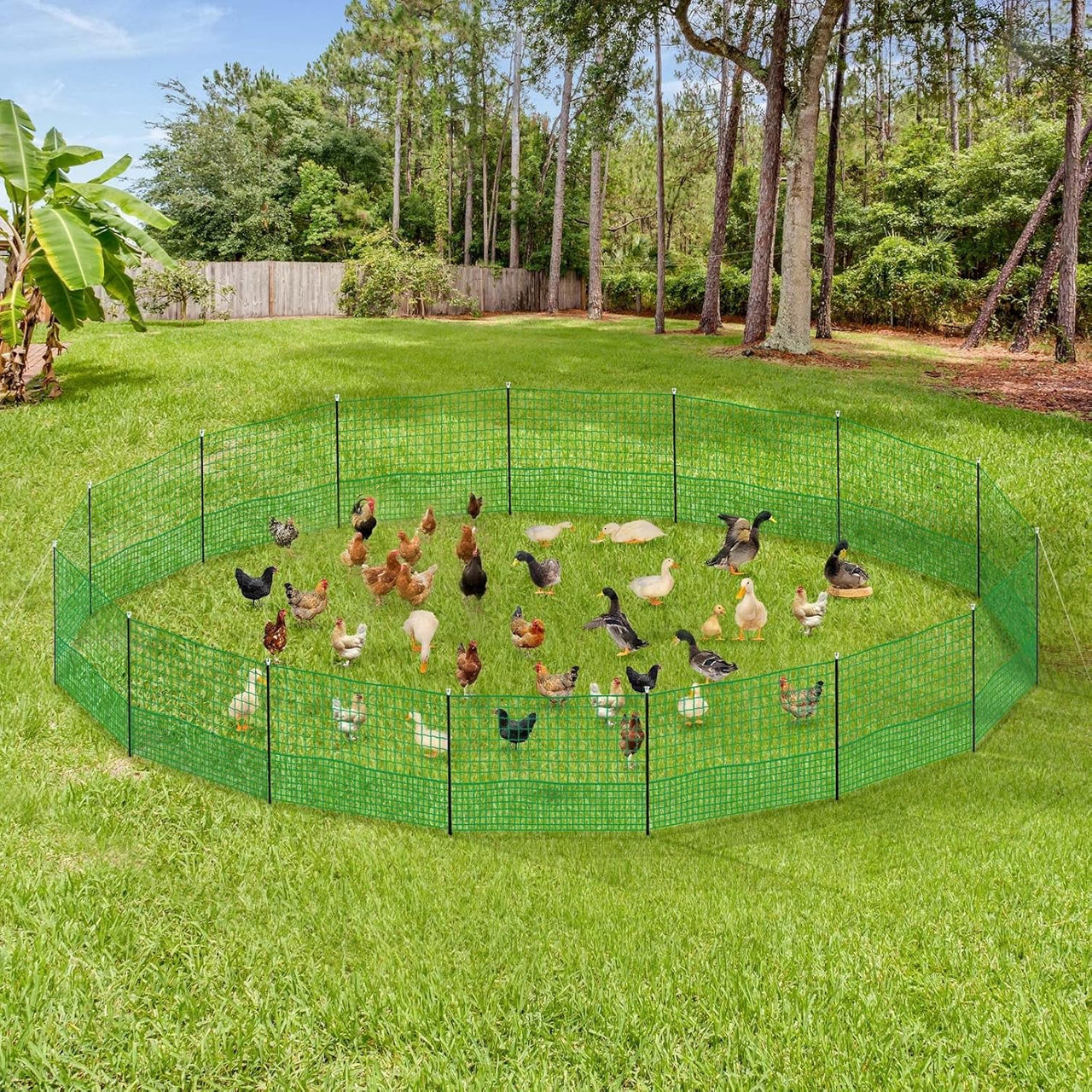 Chicken fence flexible door open view