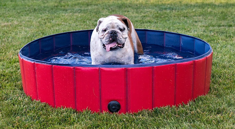 Portable dog swimming pool on grass