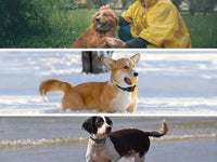 Thumbnail for Rechargeable Electric Pet Dog Training Collar for 2 Dogs - The Shopsite