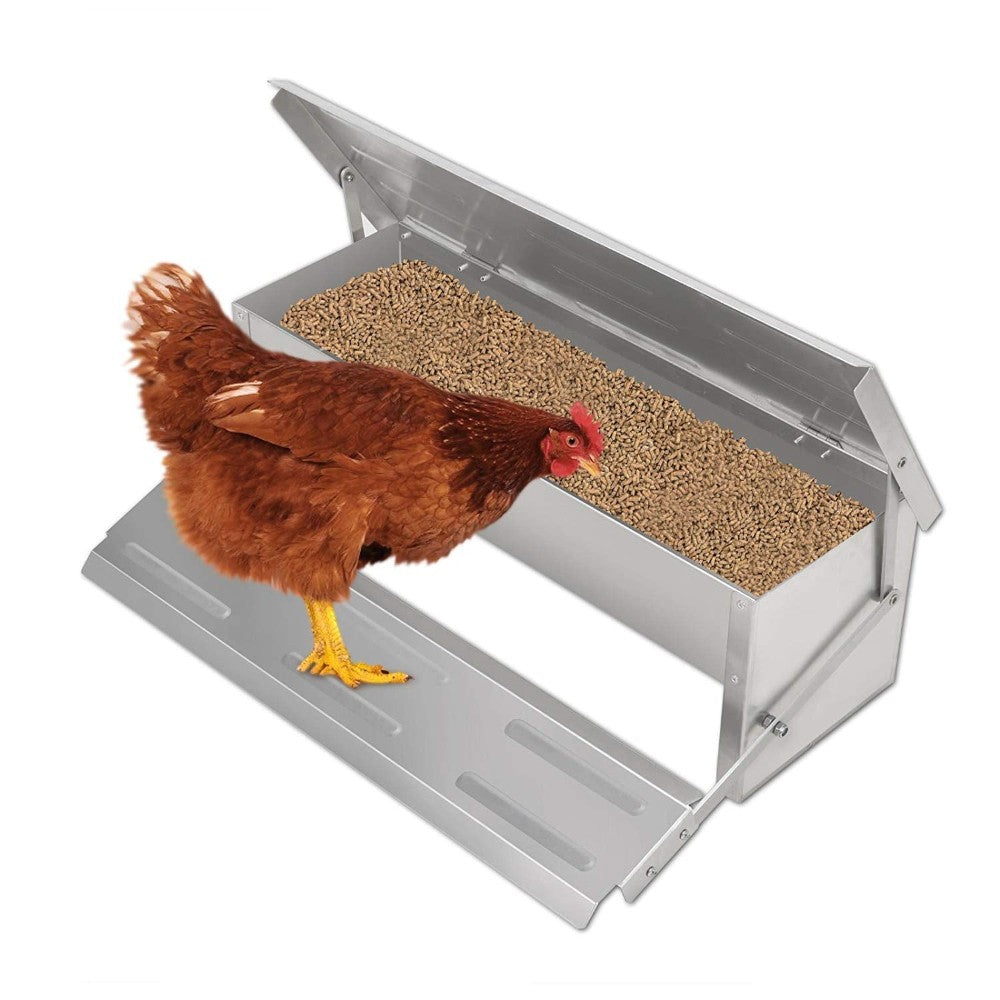 Chicken feeder in NZ backyard poultry setup