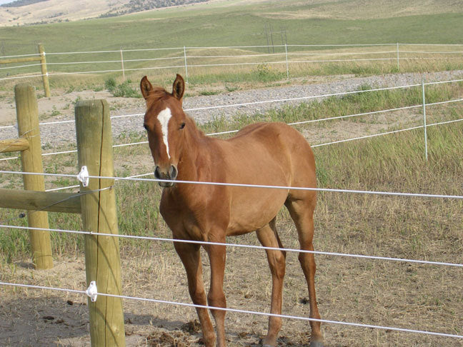 Solar Electric Fence Energiser