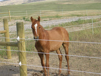 Thumbnail for Solar Electric Fence Energiser