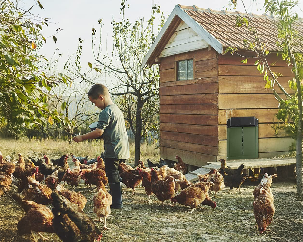 Automatic Chicken Coop Door Opener