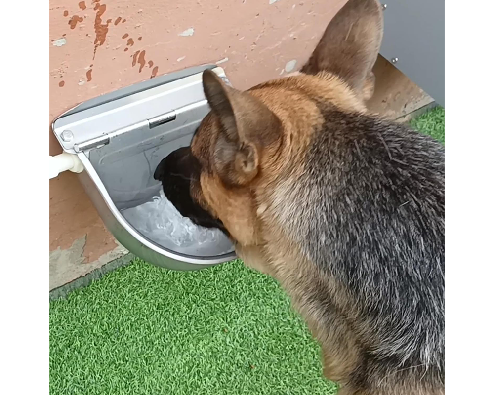 Automatic Drinking Bowl Water Trough Bowl