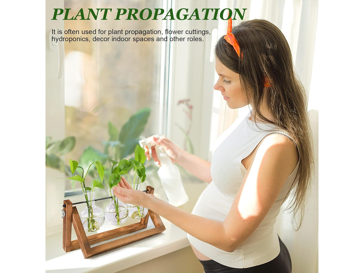 Glass Plant Terrarium
