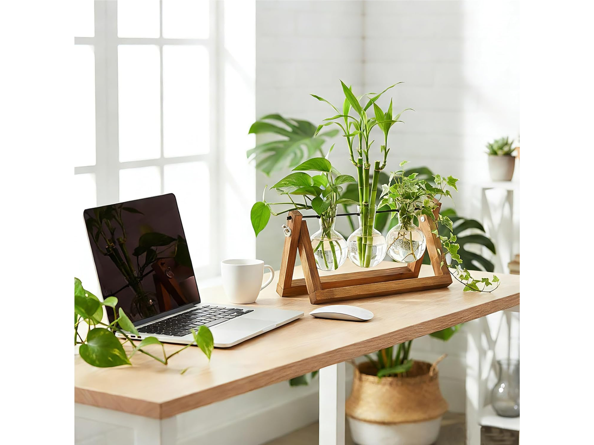 Glass Plant Terrarium