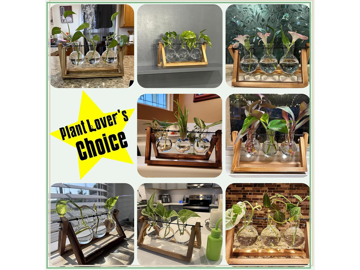 Glass Plant Terrarium