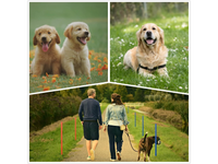 Thumbnail for Dog Agility Training Equipment Set