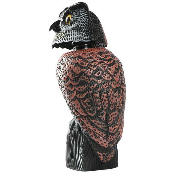 Close-up of owl bird scarer head detail